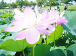 2008_0713N@0006.JPG