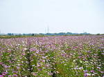 2008_1222RXX0002.JPG